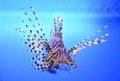 Beautiful zebra fish or striped lionfish in the aquarium Royalty Free Stock Photo