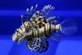 Beautiful Zebra Fish Or Striped Lionfish In The Aquarium stock Royalty Free Stock Photo