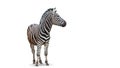 Beautiful zebra isolated over white background. Concept of animal, travel, zoo, wildlife protection