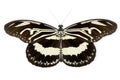 Beautiful Zebra Longwing butterfly isolated on a white background with clipping path Royalty Free Stock Photo