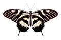 Beautiful Zebra Longwing butterfly isolated on a white background with clipping path Royalty Free Stock Photo