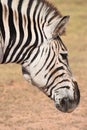 A beautiful portrait of a zebra in Addo Elephant Park in Colchester, South Africa Royalty Free Stock Photo