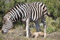 A beautiful zebra on a meadow in Addo Elephant Park in Colchester, South Africa Royalty Free Stock Photo