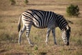 A beautiful zebra on a meadow in Addo Elephant Park in Colchester, South Africa Royalty Free Stock Photo