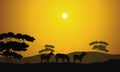 Beautiful zebra silhouette scenery