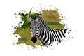 Beautiful Zebra, Street Digital Art, Abstract Design, Drawing, Painting