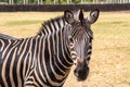 beautiful zebra, in uruguay national park, black and white