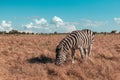 Beautiful zebra walking along the steppe and eating grass on a sunny day. Wild horse in the reserve in Africa Royalty Free Stock Photo