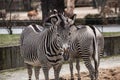 Beautiful zebras at zoo in Berlin Royalty Free Stock Photo