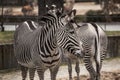 Beautiful zebras at zoo in Berlin Royalty Free Stock Photo