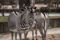 Beautiful zebras at zoo in Berlin Royalty Free Stock Photo