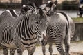 Beautiful zebras at zoo in Berlin Royalty Free Stock Photo