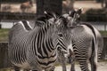 Beautiful zebras at zoo in Berlin Royalty Free Stock Photo