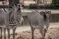 Beautiful zebras at zoo in Berlin Royalty Free Stock Photo