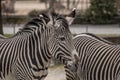Beautiful zebras at zoo in Berlin Royalty Free Stock Photo