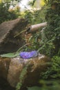 Beautiful zen garden with lotus flower and bamboo fountain on nature background Royalty Free Stock Photo