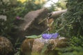 Beautiful zen garden with lotus flower and bamboo fountain on nature background Royalty Free Stock Photo