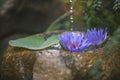 Beautiful zen garden with lotus flower and bamboo fountain on nature background Royalty Free Stock Photo