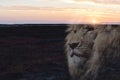 Beautiful Zen Sunrise With Lion Silhouette