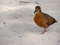 Beautiful Zenaida Dove, St. Thomas, US Virgin Islands Royalty Free Stock Photo