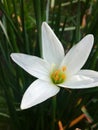 Beautiful zephyranthes candida