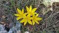 The beautiful Zephyranthes flower in garden