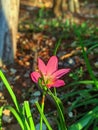 beautiful zephyranthes flowers in the afternoon in garden Royalty Free Stock Photo