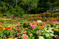 Beautiful zinnia flower in garden outdoors with blooming