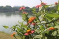 Beautiful Zinnia flower in lake