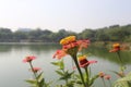 Beautiful Zinnia flower in lake