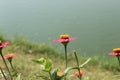 Beautiful Zinnia flower in lake