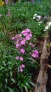 Beautiful zinnia flowers and grass in the garden