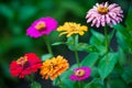 Beautiful zinnia flowers growing in the garden. Nature concept Royalty Free Stock Photo