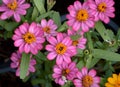 beautiful zinnia flowers in nature