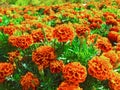 Beautiful Zinnia flowers, typical blooming park flowers Royalty Free Stock Photo