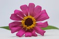 Beautiful zinnia pink flower in white background. Beautiful blossom pink Zinnia flower isolated white background.