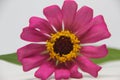 Beautiful zinnia pink flower in white background. Beautiful blossom pink Zinnia flower isolated white background.