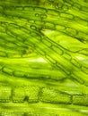 zoom micro organism algae cell Royalty Free Stock Photo