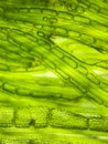 zoom micro organism algae cell