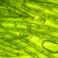 zoom micro organism algae cell