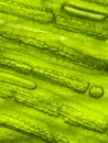zoom micro organism algae cell