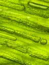 zoom micro organism algae cell Royalty Free Stock Photo