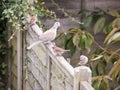 Beautiful zoom portrait of collared dove perched on wooden fence