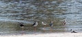 Beautiful zoom in shot of Indian Wader birds in work on a lake side beach.