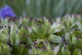 Beautiful zoom spiderweb green and bright background