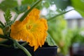 Beautiful Zucchini Flower Royalty Free Stock Photo