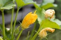 Beautiful zucchini plant with yellow flower and green leaves is in a garden in summer Royalty Free Stock Photo