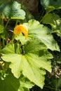Beautiful zucchini plant with yellow flower and green leaves is in a garden in summer. Vertical Royalty Free Stock Photo