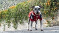 Beautifule Schnauzer stand on the stree with nice flower Royalty Free Stock Photo