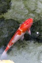 beautifulfish CARP fancy / koi fish swimming in pond, japanese Royalty Free Stock Photo